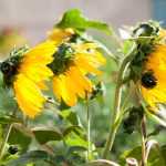 Are Sunflowers Perennials That Will Return Year After Year in Your Garden?