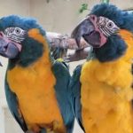 Rare pair of parrots found 60 miles away after escaping London zoo